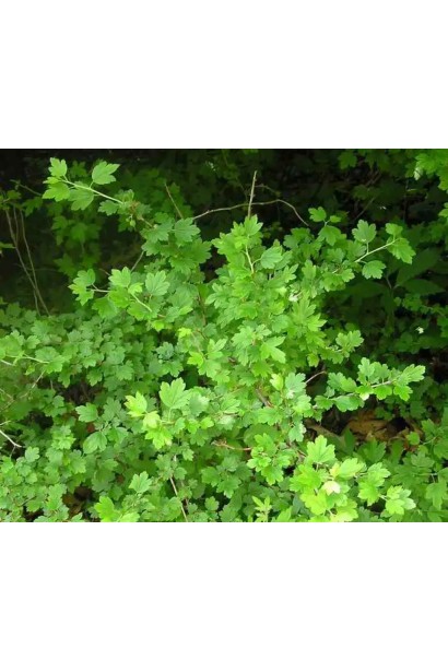 Кущ Аґруса Уайт Сміт